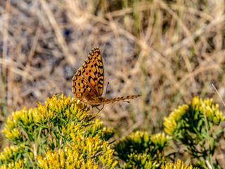 butterfly on rabbitbrush