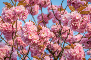 Pink japanese sakura tree flowers blossom