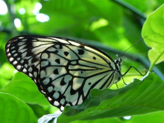 White and black butterfly on green leaf