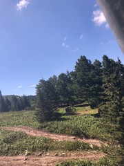 עצים בבולגריה