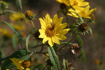 yellow flowers in the garden