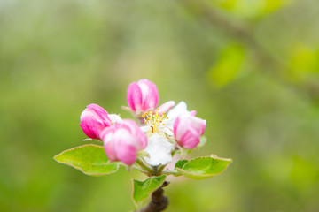 Blossoming apple garden in spring