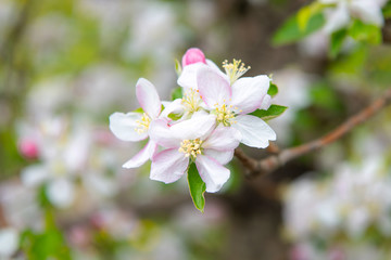 Blossoming applBlossoming apple garden in spring garden in spring