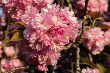 Pink japanese sakura tree flowers blossom