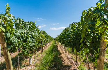 Vine plants in a vineyard in Mendoza on a sunny day with blue sky