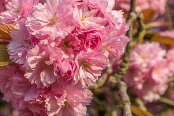 Pink japanese sakura tree flowers blossom