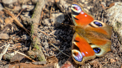 Motyl na ziemi © Roman Trojanowski
