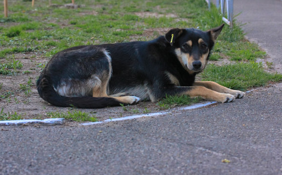 The Black Dog From The Shelter Is Lying On The Grass. 