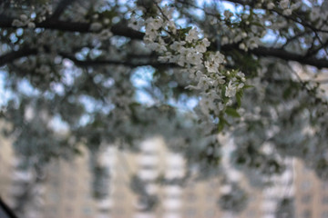 Cherry tree flowering in spring: beautiful white flowers and thin branches 