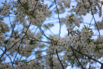 Cherry tree flowering in spring: beautiful white flowers and thin branches 
