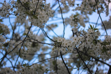 Cherry tree flowering in spring: beautiful white flowers and thin branches 