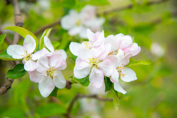 Fototapeta premium Blossoming apple garden in spring