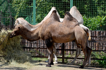 camels eat grass animals at the zoo 