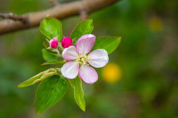 Blossoming apple garden in spring