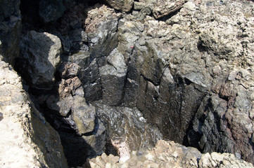 find the crab