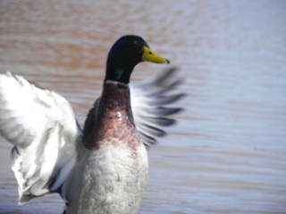 Mallard duck