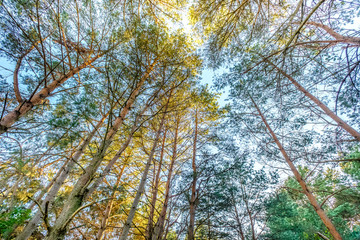 Obraz premium forest in the morning