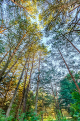 Fototapeta premium forest in summer
