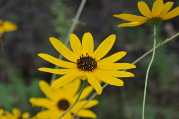 Yellow flowers