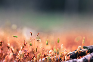 The stems of a plant growing on the ground, trees, rocks. Soft moss underfoot in the forest in...