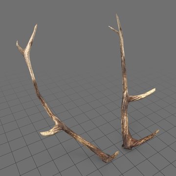 Antlers