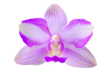 Beautiful rare orchid in pot on White  background