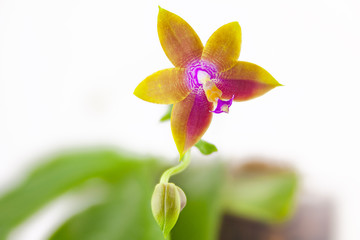 Beautiful rare orchid in pot on white background