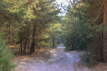 Pines in the woods and the path: a walk in the spring woods in the open air 