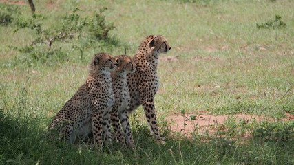 Cheetah Family © walter