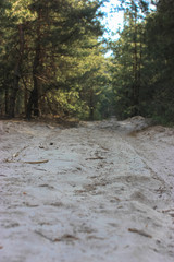 Pines in the woods and the path: a walk in the spring woods in the open air 