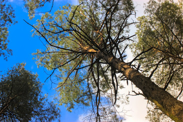 Pines in the woods and the path: a walk in the spring woods in the open air 