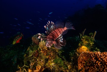 coral reef with fish