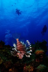scuba diver and lionfish