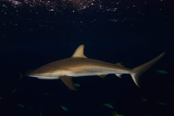 Obraz premium shark