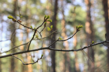 Green branch of the tree, leaves blossom in spring.