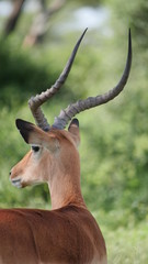 Naklejka na ściany i meble male impala antelope