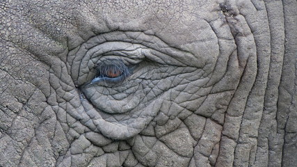 Fototapeta premium elephant eye close up