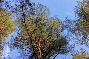 Obraz premium Pines in the woods and the path: a walk in the spring woods in the open air 