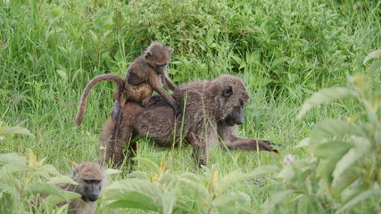 Obraz premium baboon mother and baby in the serengeti