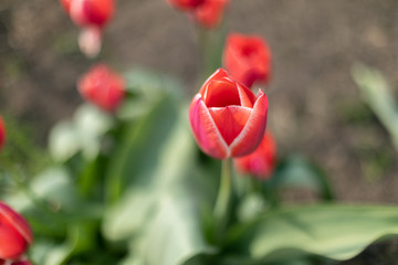beautiful single red tulip in the garden