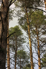 Pines in the woods and the path: a walk in the spring woods in the open air 