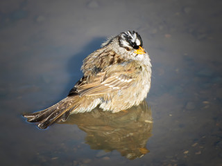 Close Up White Crowned Sparrow Bird Bathing in Puddle
