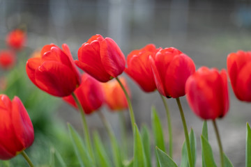 beautiful single red tulip in the garden