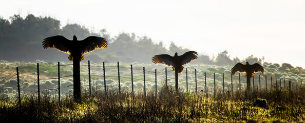 Three Turkey Vultures or Buzzards Spread Wings on Fence - 341477188