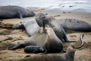 Huge Male Female and Pup Northern Elephant Seal on Beach