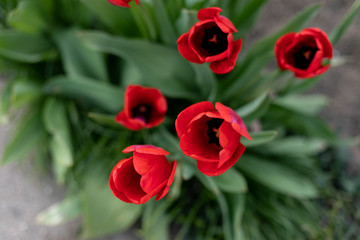 beautiful single red tulip in the garden