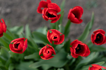 beautiful single red tulip in the garden