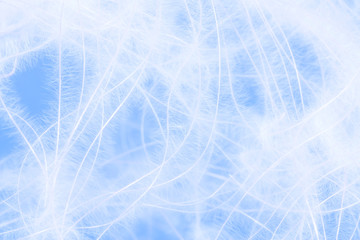 Abstract background. Downy threads on a blue background. Down for pillows. Cotton threads.