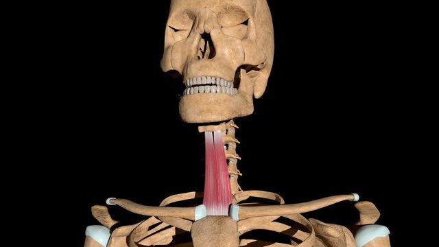 Sternohyoid Muscles on Skeleton
