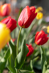 beautiful single red tulip in the garden